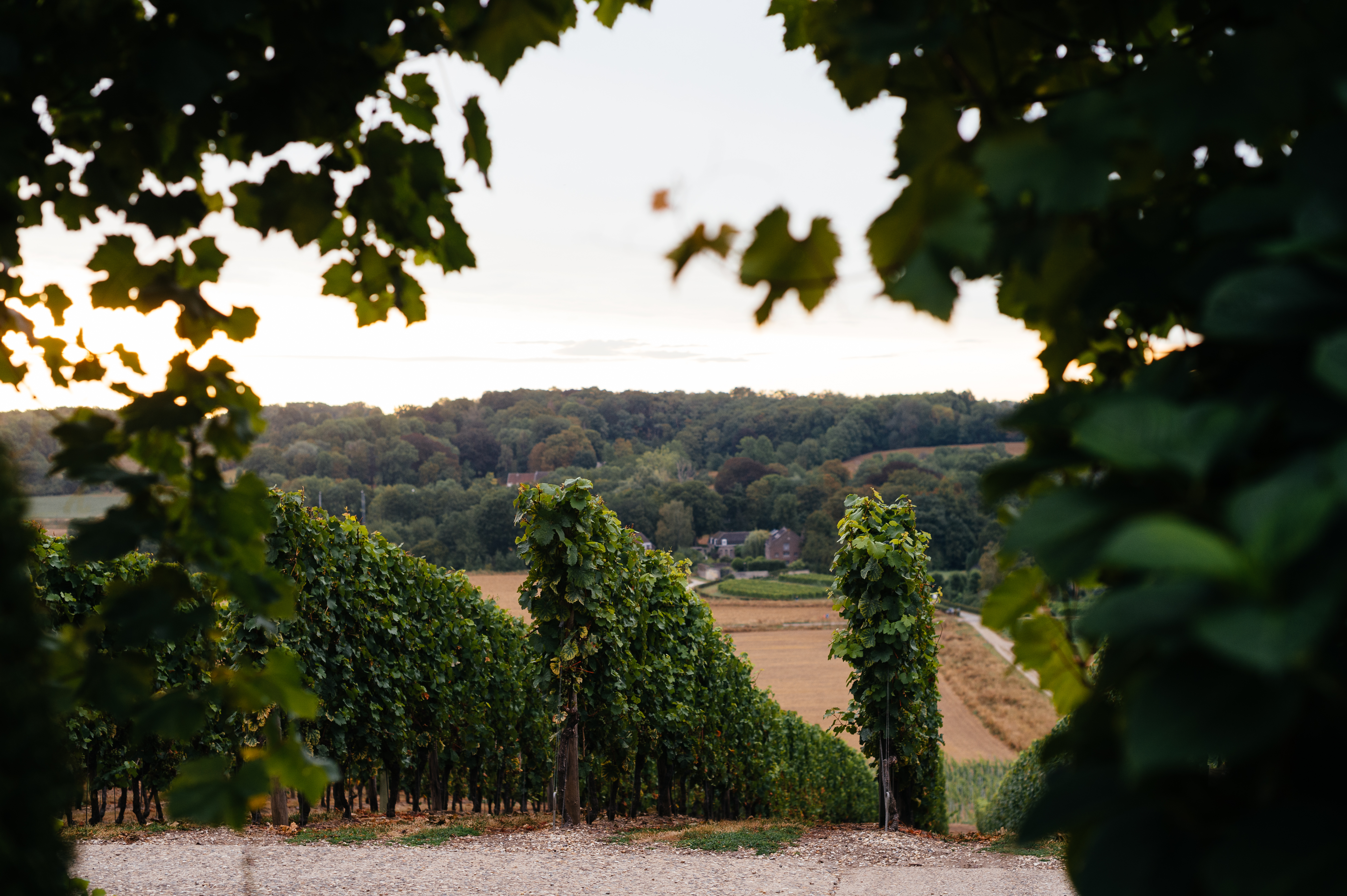 Vineyard Apostelhoeve Maastricht