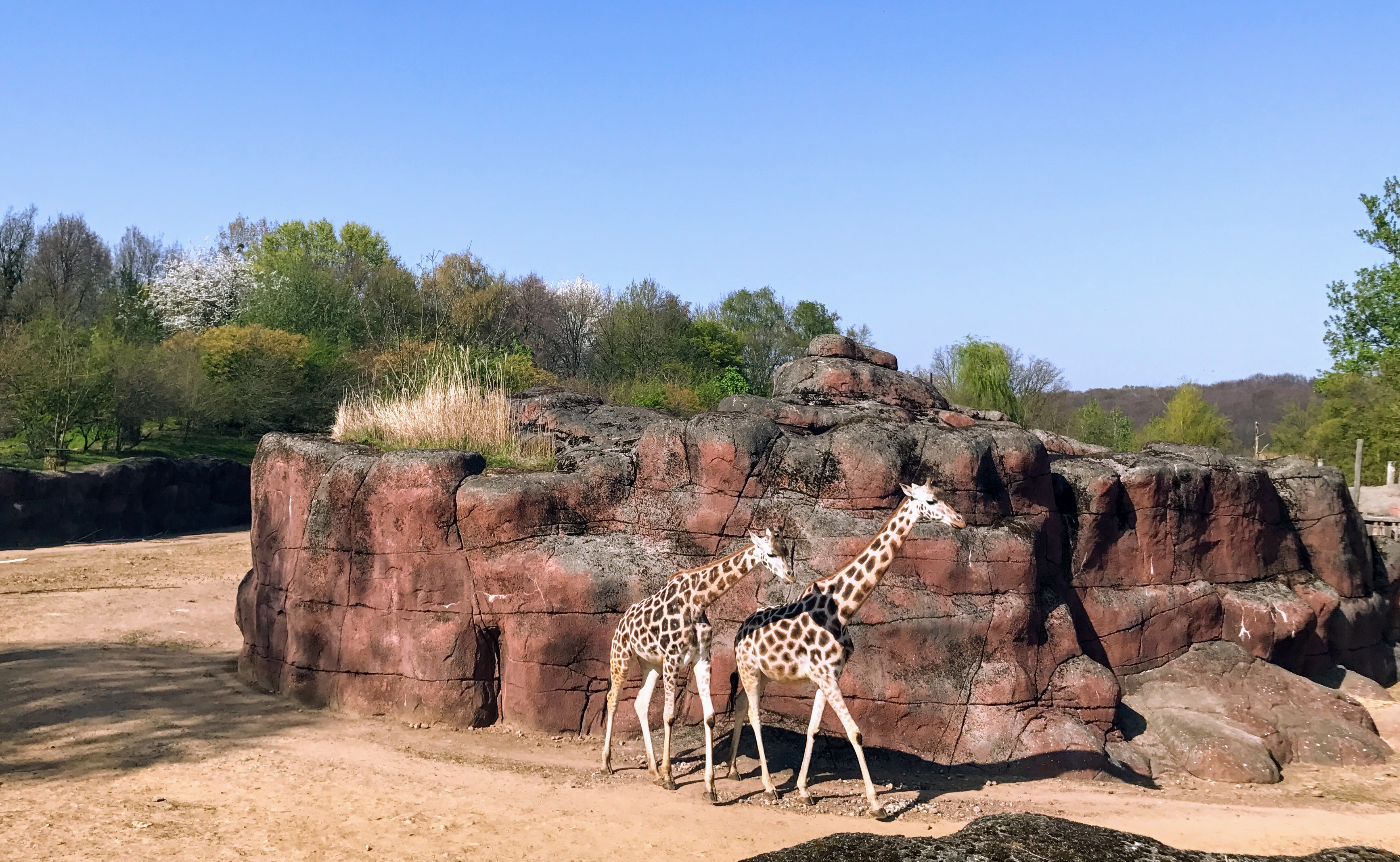 Giraffen