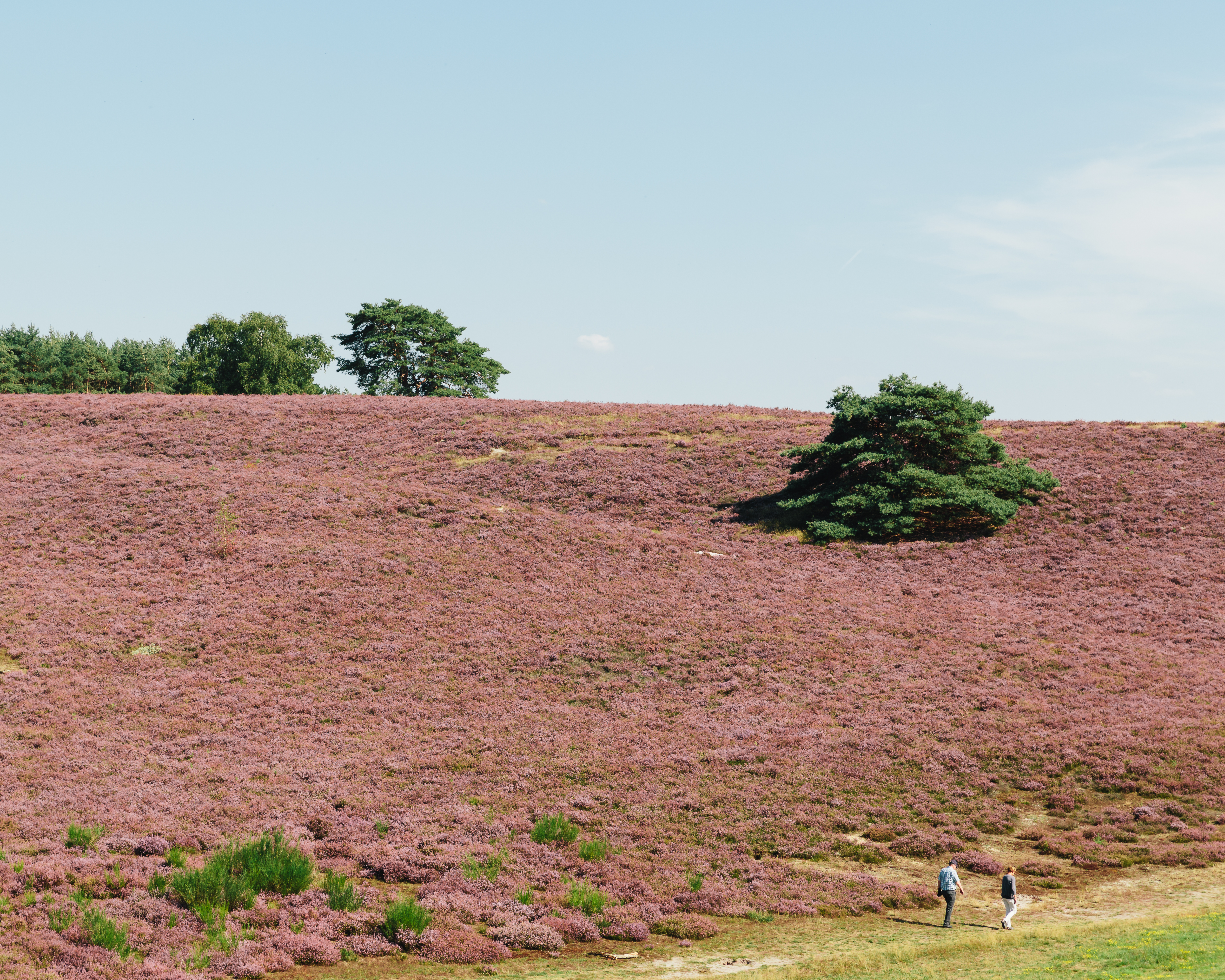 Brunssummerheide