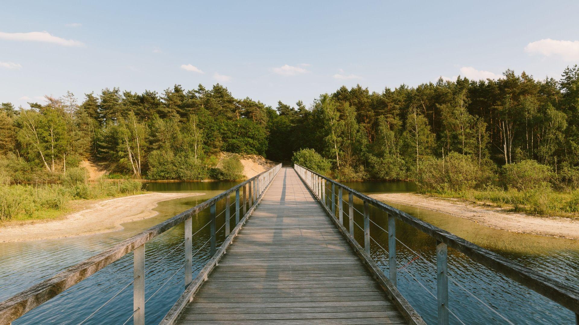 Brug over water in het bos