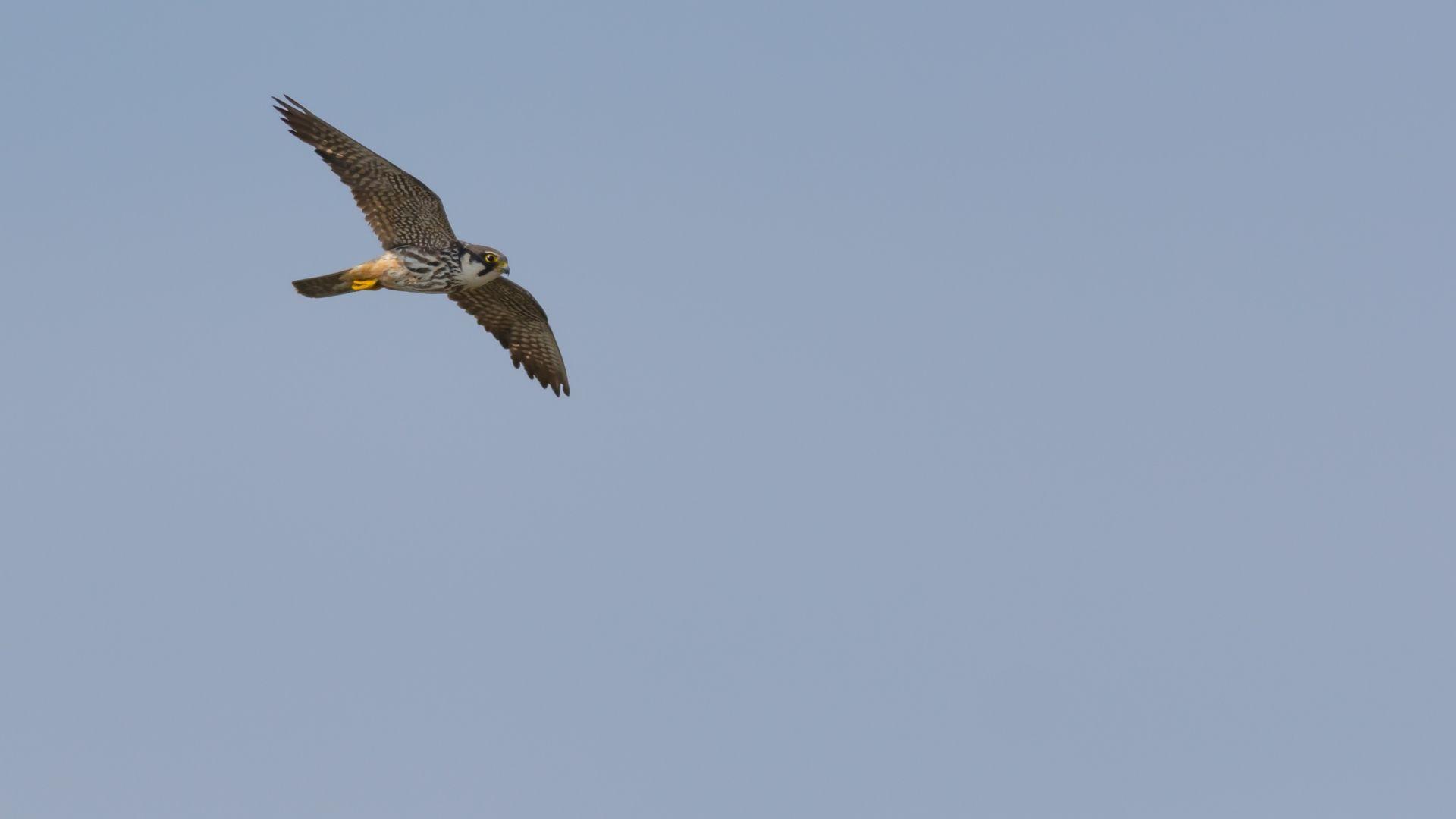 Vögel beobachten in Limburg