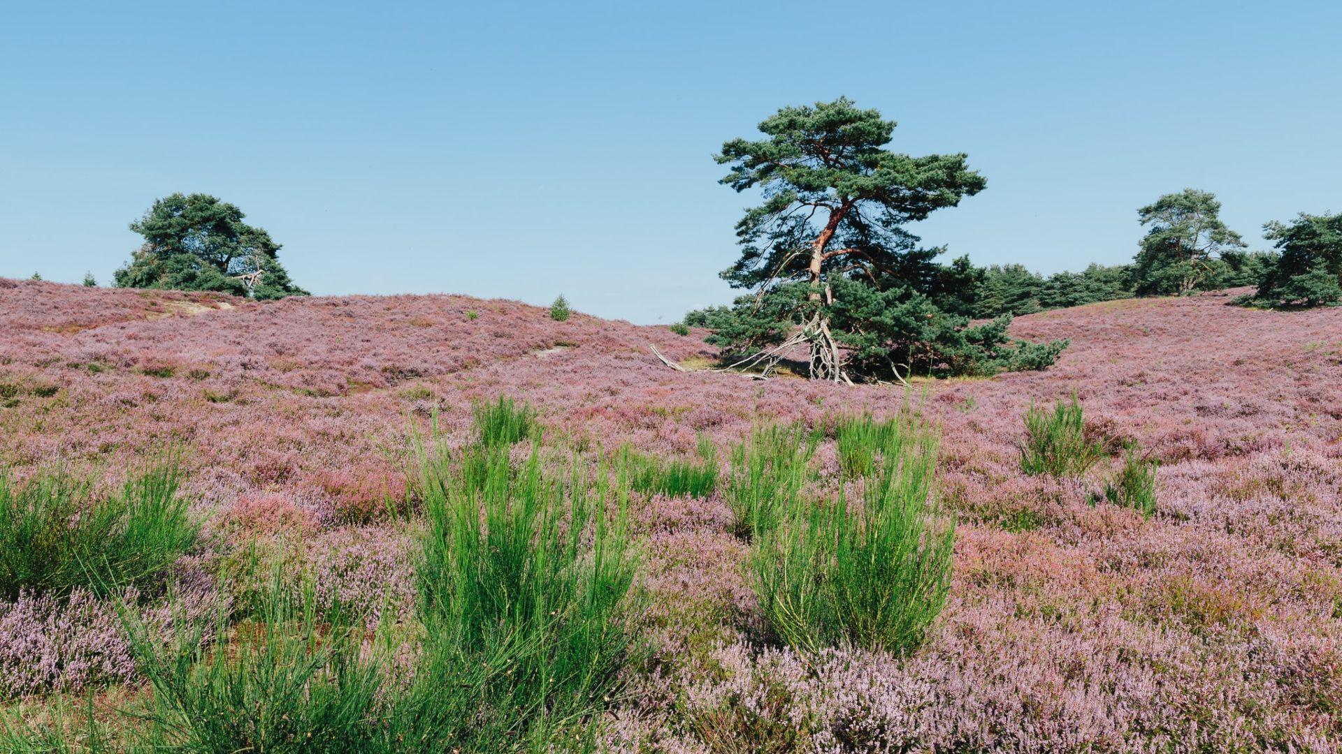 Hei in bloei in Limburg