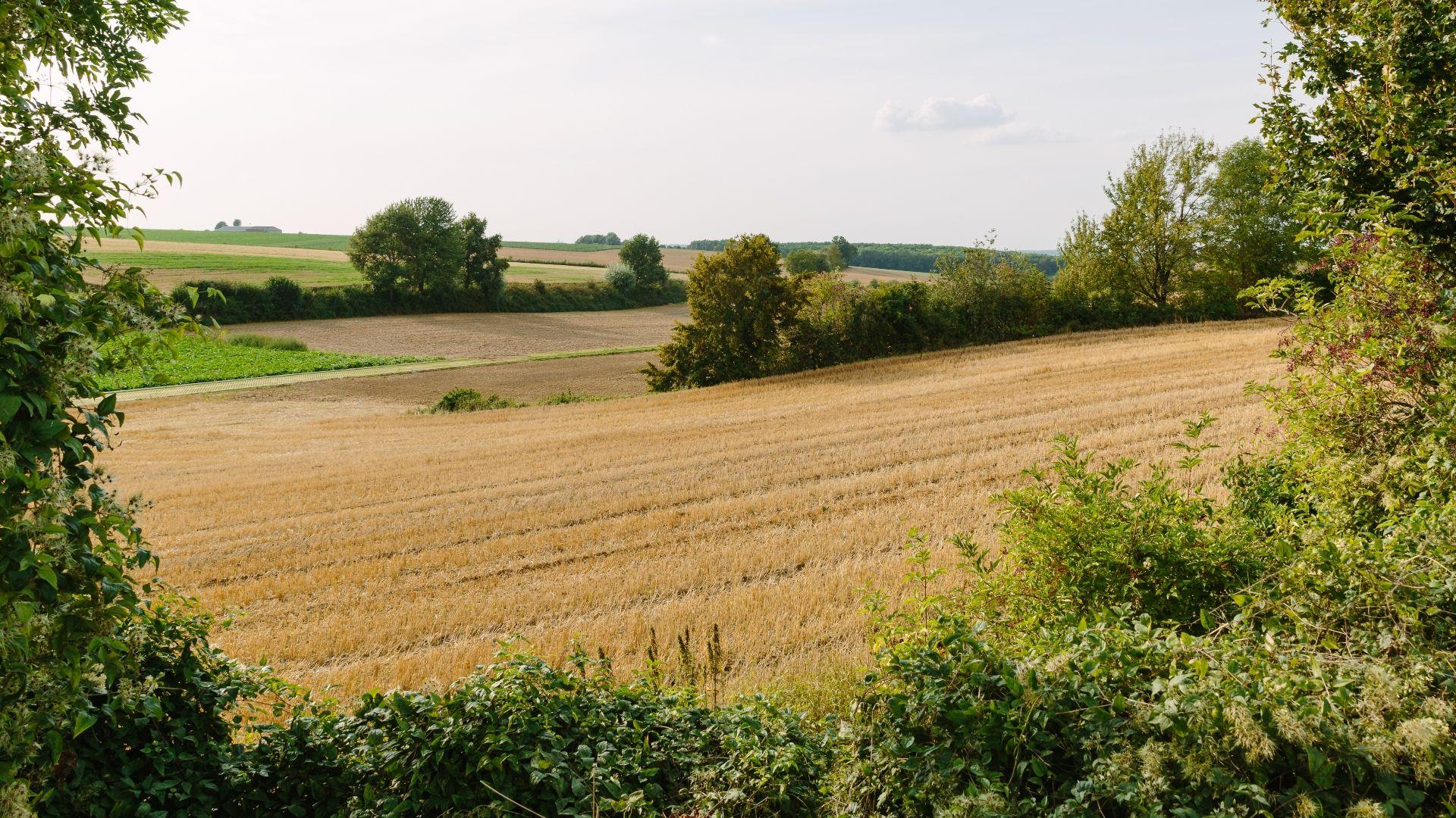 Bingen in Limburg