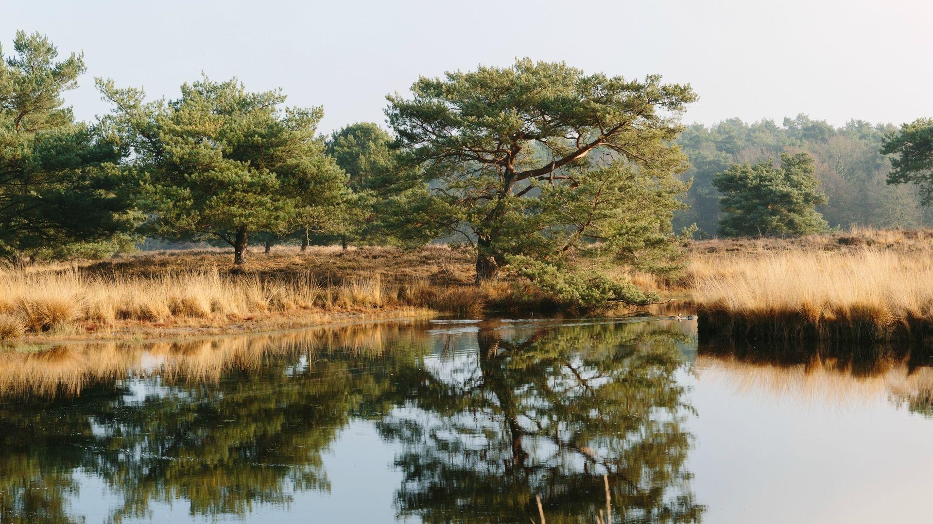 Limburg Bergerbos