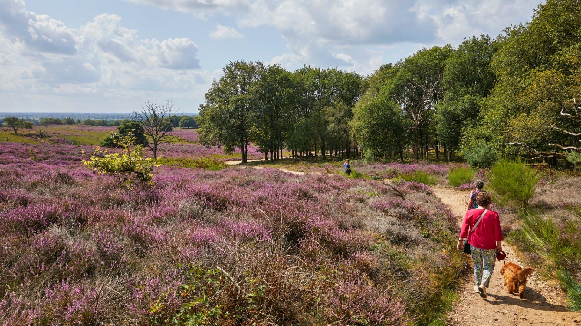 Wandelen met de hond in Limburg