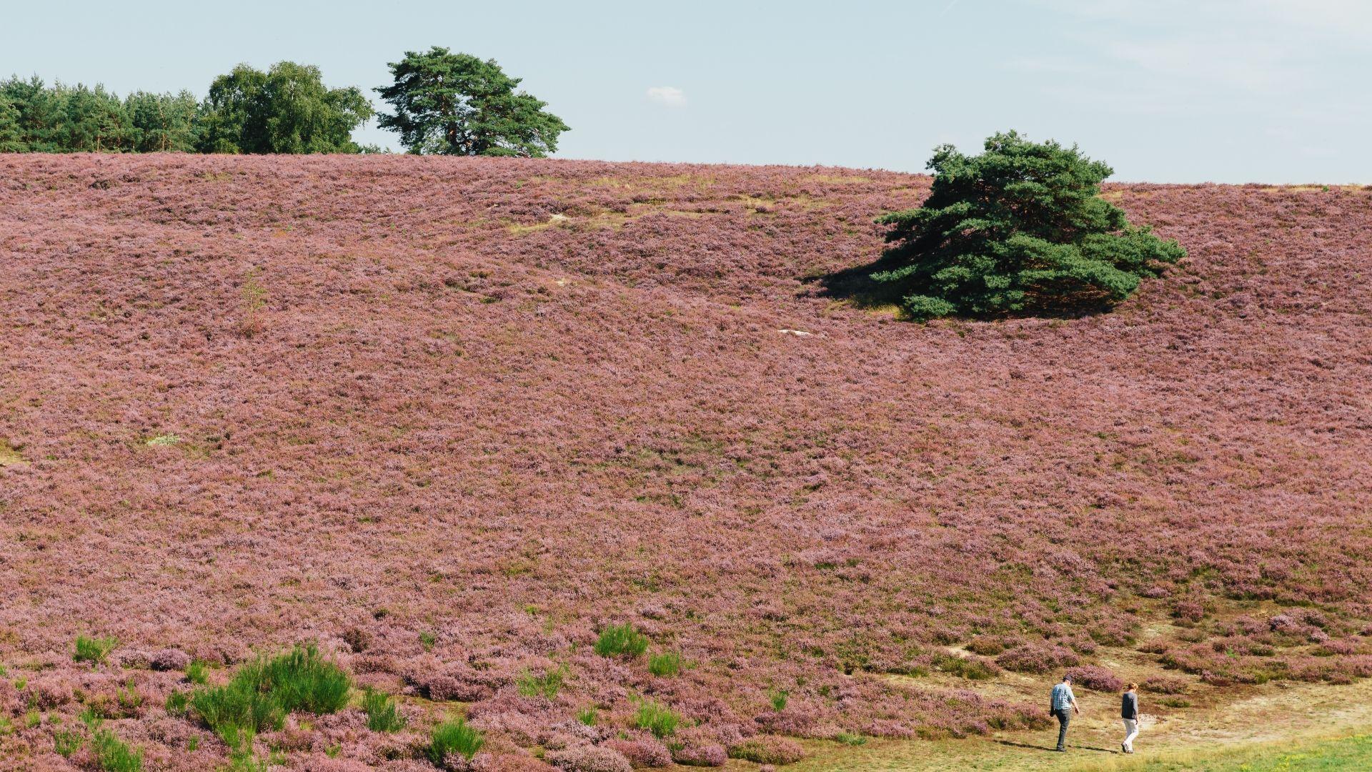 Brunsummerheide