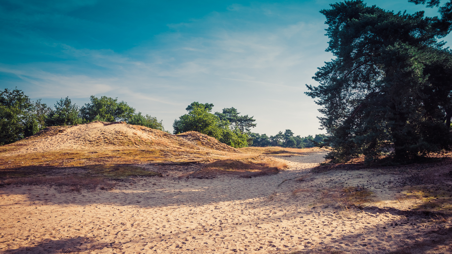 Stuifduinen in Limburg 