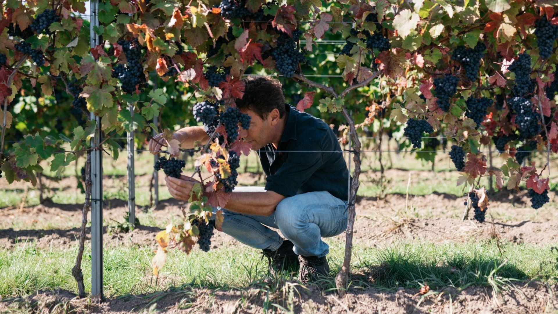 Wein aus Limburg