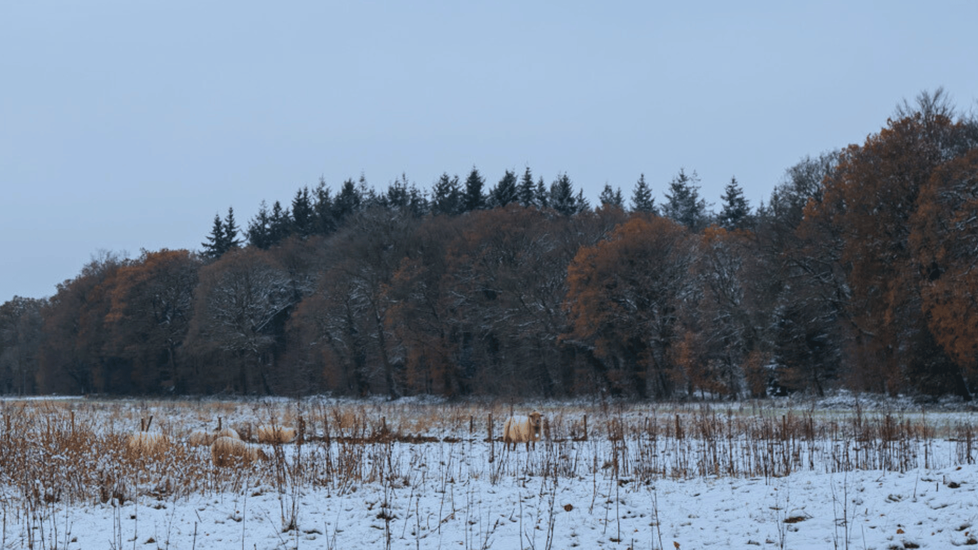 Winterlandschap Limburg met wat schapen