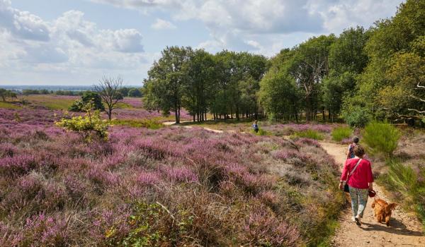 Wandern mit Hunden in Limburg