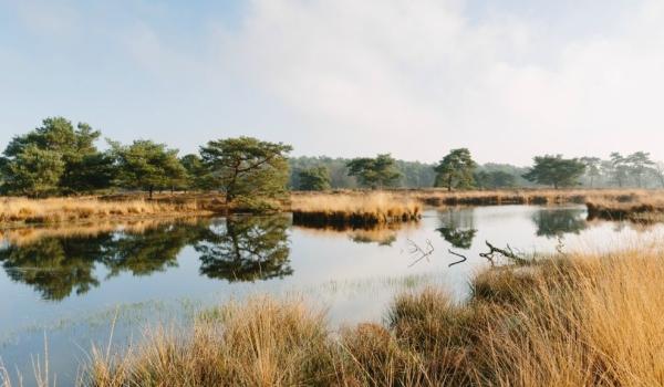 Maasduinen Bergerbos