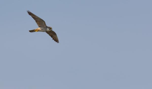 Vogels spotten Limburg