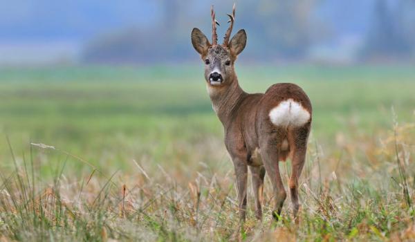 Wild spotten in Limburg Big Five