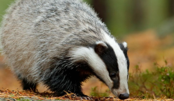 Badger in Limburg