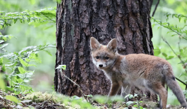 Fox in Limburg