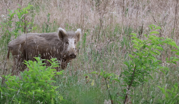 Wild Zwijn in Limburg