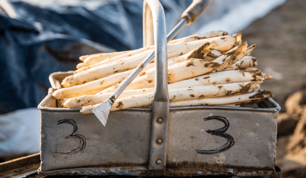 Asperge steken in Limburg