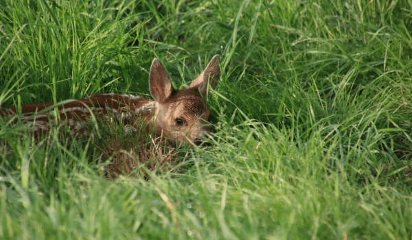 Roe deer in Limburg