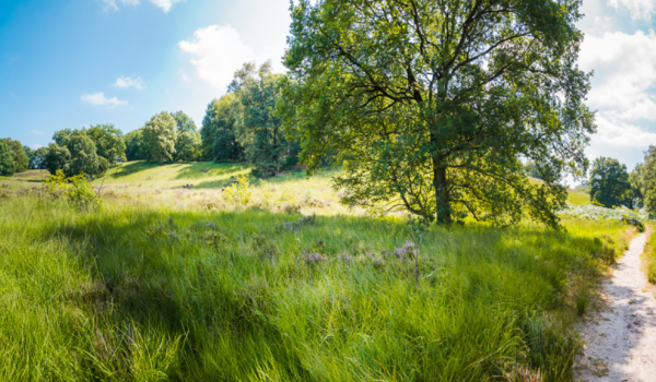 Trailrunning Meinweg