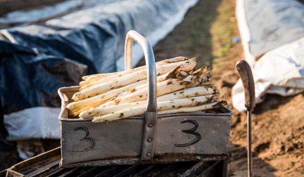 asperges