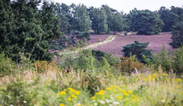 Brunssummerheide