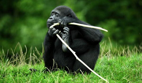 A monkey eating