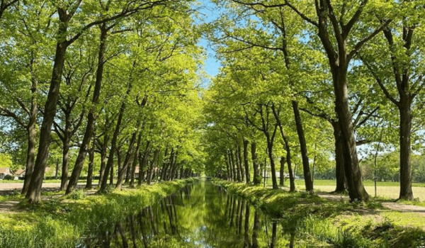 Natuur in Griendtsveen