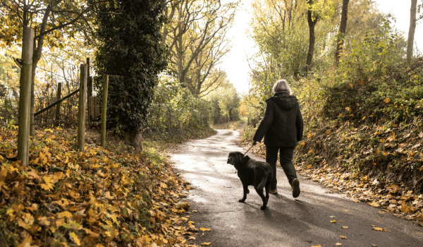 Hond op landweg