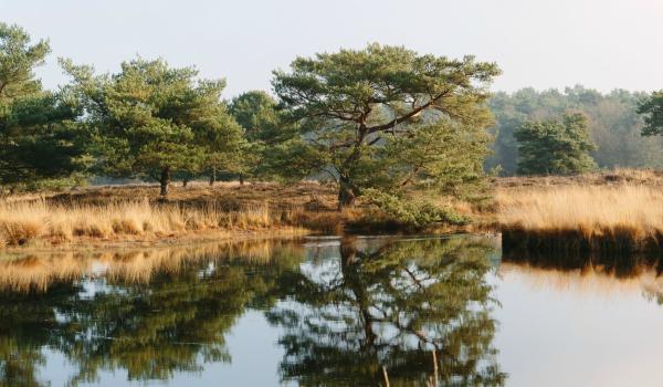 Limburg Bergerbos