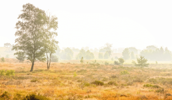 Landschap Maasduinen