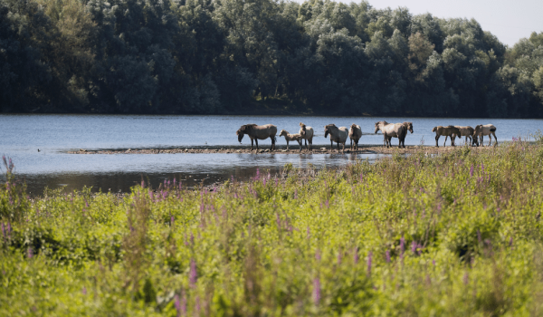 Paarden in de Maasvallei