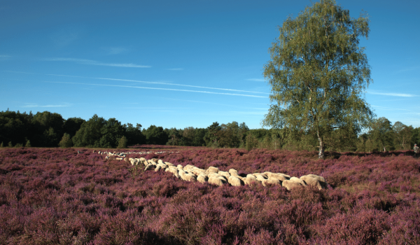 Schapen in een paars veld 