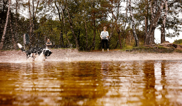 Hond aan een plas in de Meinweg