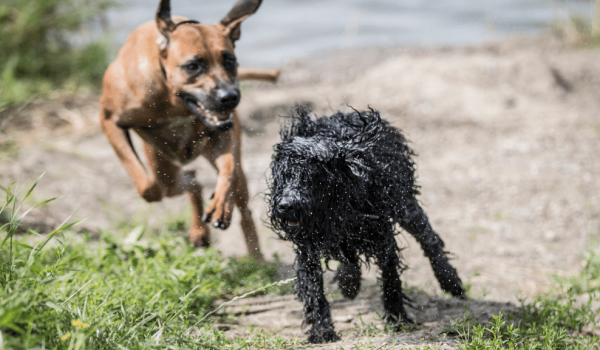 Twee honden aan het water