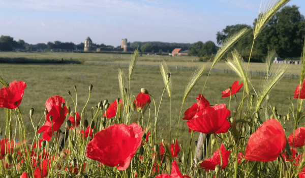 Klaprozen bij het kasteel Montfort 