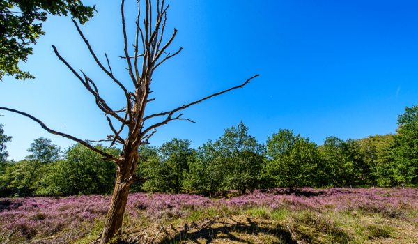 Woods in Venlo