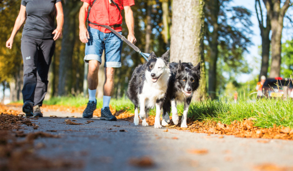 Wandelen met honden