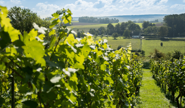 Vineyards