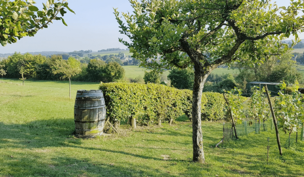 Barrel and trees in Wittemer Vineyard Wahlwiller