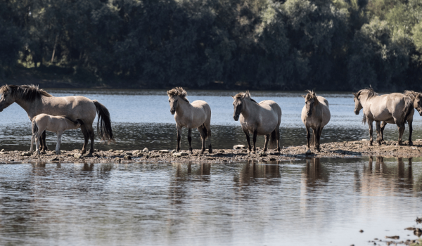 Paarden in Zuid-Limburg