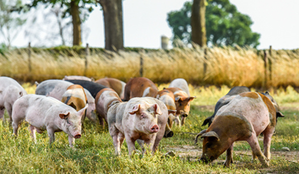 Livar Limburgisches Klosterschwein