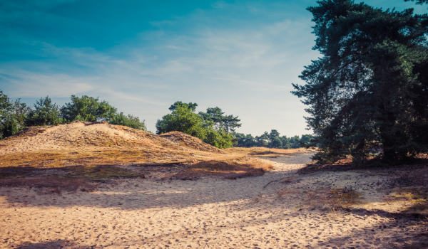 Maasduinen