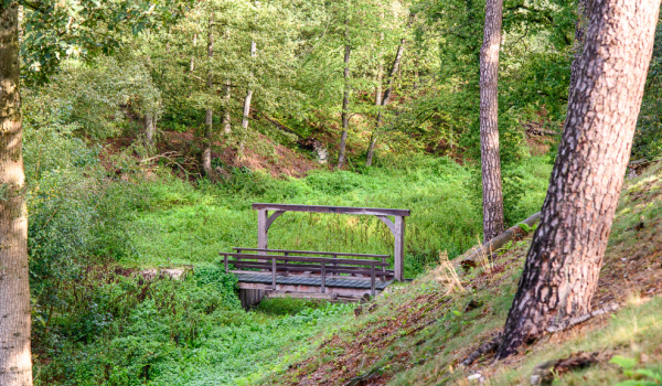 Bridge in the forest 