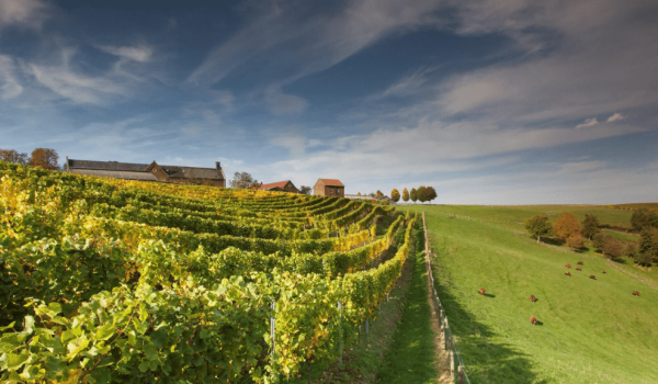 Weingut De Wijngaardsberg