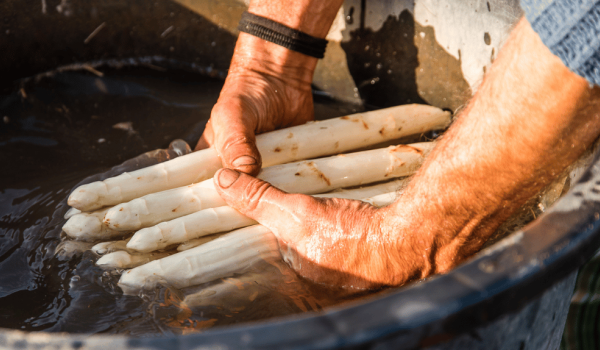 Asperges uit Hart van Limburg