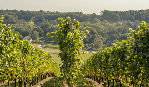 Wein Reben Süd Limburg