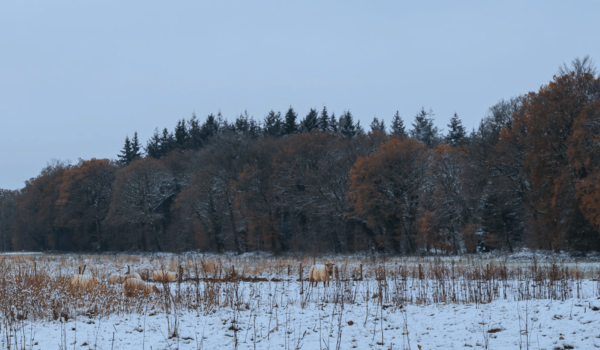 Winterlandschap Limburg met wat schapen