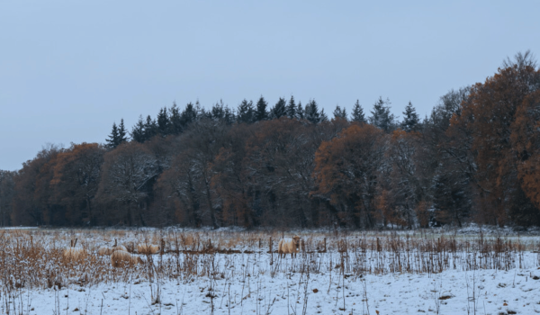 Header winter landschap Limburg