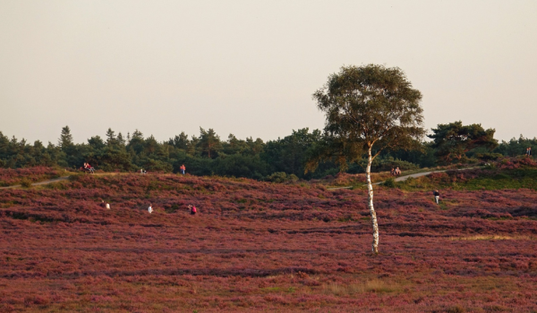 De Brunssummerheide