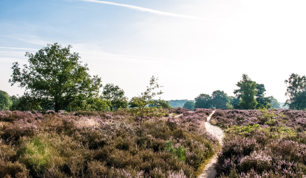 Heather in Limburg 